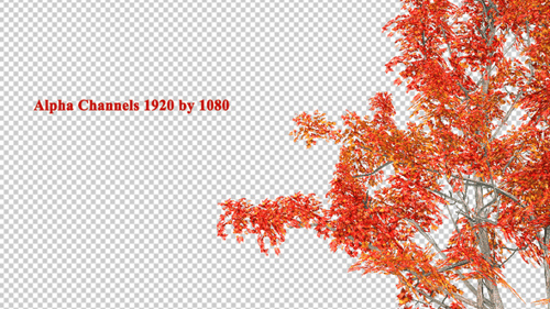 Japanese Red Maple Tree Windy Alpha Channels