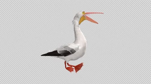 North American White Pelican Bird - Walk Loop - Side View CU - Alpha Channel