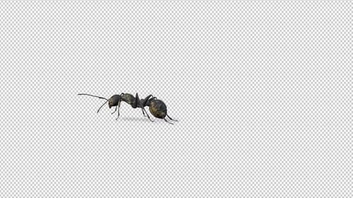 Ant Over Pantalla