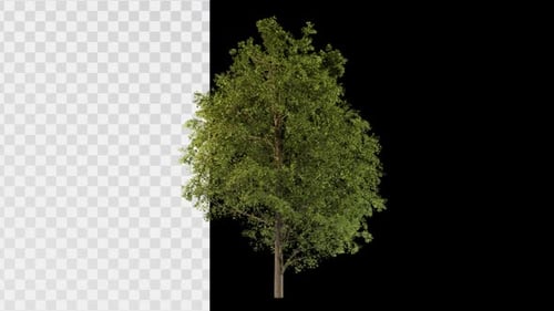Animated Green Tree with Alpha Channel