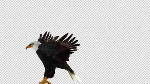 Eagle Attack Left View