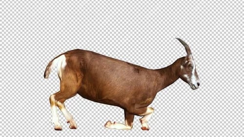 Goat Wakeup : vue de droite