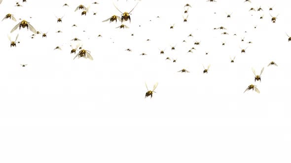 Swarm of Bees Fly Green Screen 3D Loop Background animation., Bugs ...