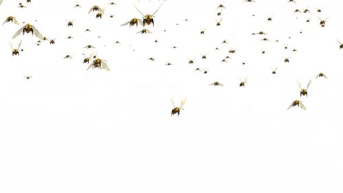 Swarm of Bees Fly Green Screen 3D Loop Background animation.