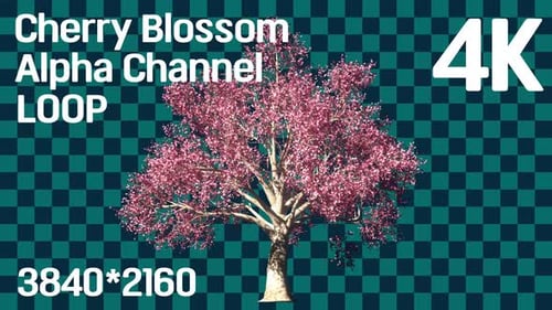 Cherry Blossom Tree with Falling Petals Alpha Channel Loop