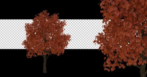 Autumn Tree On Alpha