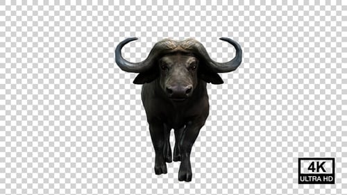 Buffalo Walking Front View