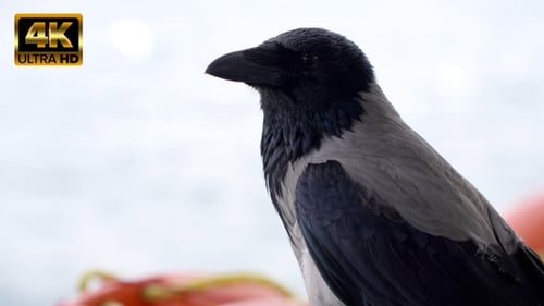 Closeup of a Crow