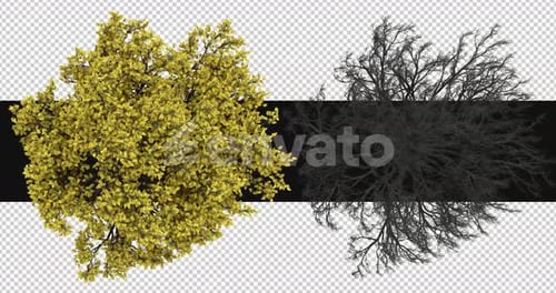 Pack Of 2 Trees Moving In The Wind Pack On Alpha Channel