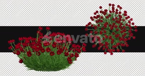 Pack Of 2 Tulip Moving In The Wind On Alpha