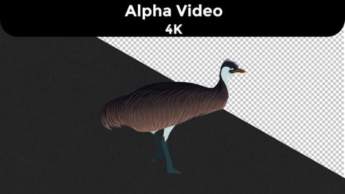 Emu Run Cycle - 4K