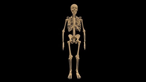3D Animated Human Skeleton Rotating for Medical Science
