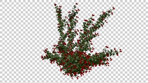 Growing Bougainvillea Plant with Red Flowers Animation