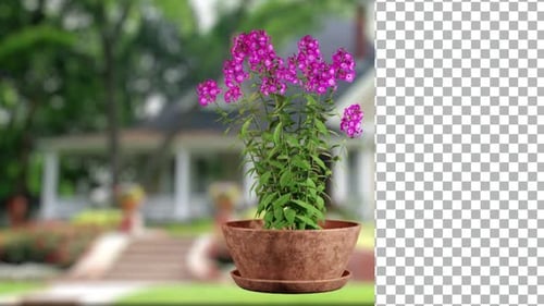 Potted Purple Flower Plant with Alpha Channel
