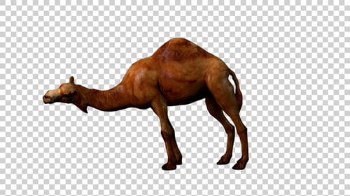 Camel Attack Bite Side View