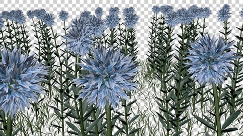 Pisacan Flowers Field