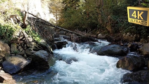Forest River Turkey