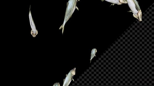 Realistic Small Fish Swarm Animation