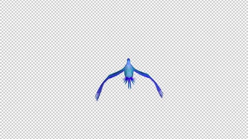 Phoenix Bird - Cyan Blue - Flying Transition IV