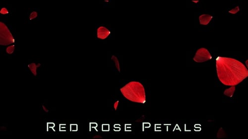 Flying Romantic Dark Red Rose Flower Petals Falling