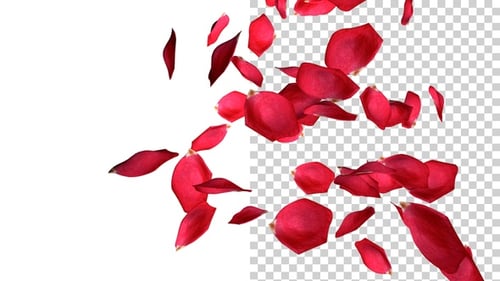 Flying Rose Petals V6