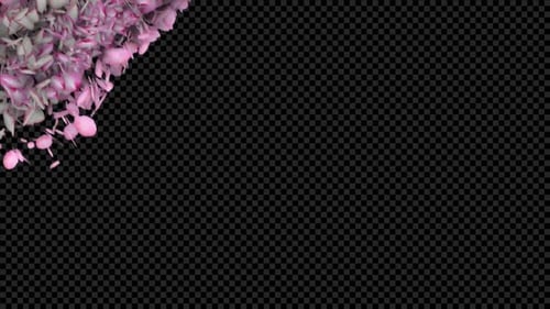 Decorative Pink Petals Flying Transition