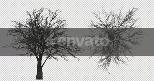 Animated Bare Winter Tree Silhouette with Subtle Movement