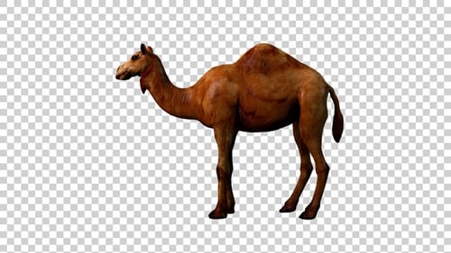 Camel Hit Right Side View