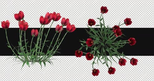 Pack Of 2 Coquelicot Flowers Moving In The Wind On Alpha Loop