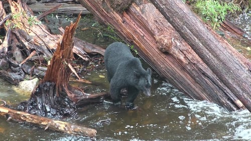 Brown bear fishing on river. Grizzly bear eating salmon fish. Katmai National Park. Wild animals.