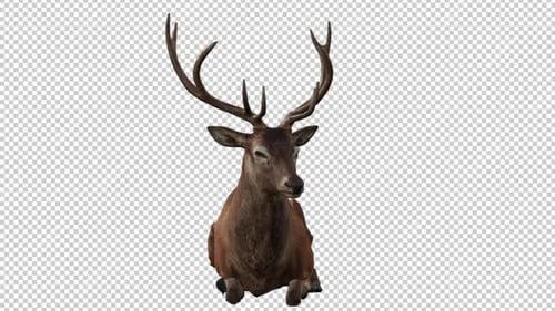 Deer Sit Front View Loop
