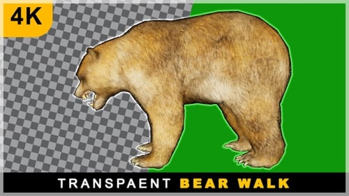 Brown Bear Walking Isolated on Black Screen