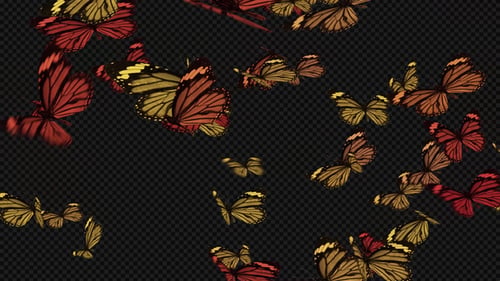 Butterfly Flying