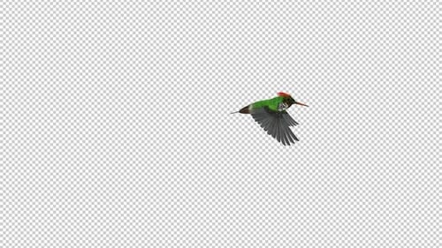 Colibri tropical - Coquette capitonnée - Transition volante - V - Canal Alpha