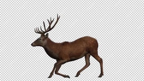Deer Wake Up2 Linke Ansicht