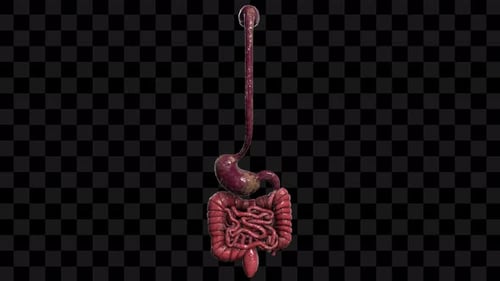 Rotating 3D Human Digestive System Anatomy Model