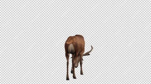 Deer Idle 1 Back View Loop
