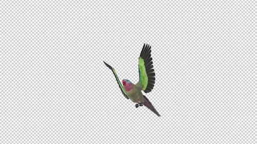 Parrot Bird - Australian Princess - Flying Transition - II - Alpha Channel