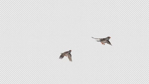 Realistic Animated Birds Flying with Transparent Background