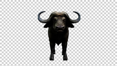 Buffalo Masticate Front View
