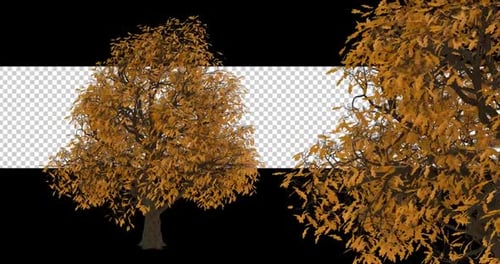 Autumn Tree Animation with Falling Leaves