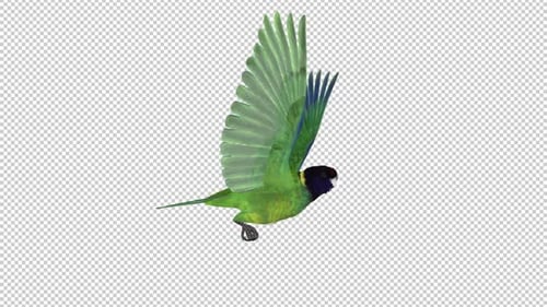Black-Hooded Green Parakeet - American Parrot Bird - Side View CU - Flying Loop - Alpha Channel