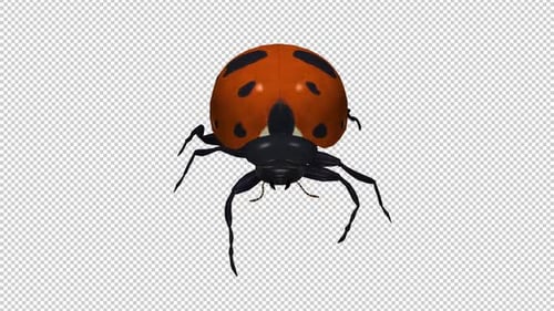 Red Ladybird Beetle Bug - Crawling Walk Loop - Front View CU - Alpha Channel