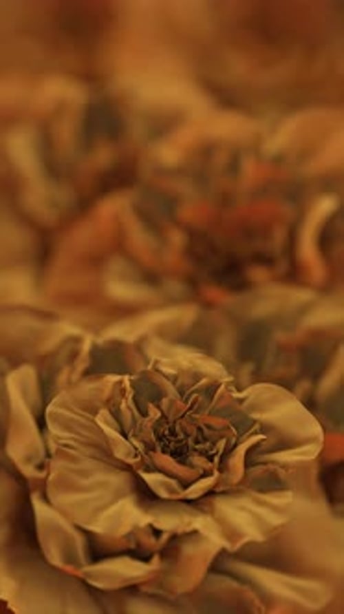 Organic Flower Petals Reveal Animation with Variable Color