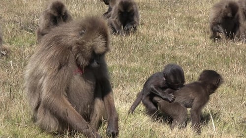 Monkey. Baboons. Young baboons chew and eat in the meadow during the day. Wildlife. African safari.