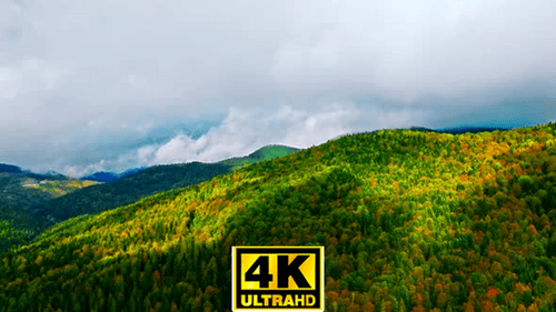Forêt 4k