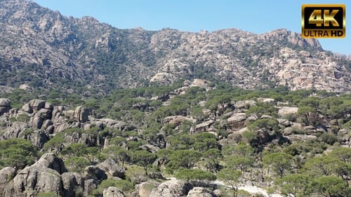 Peanut Pines On Mountain Slope