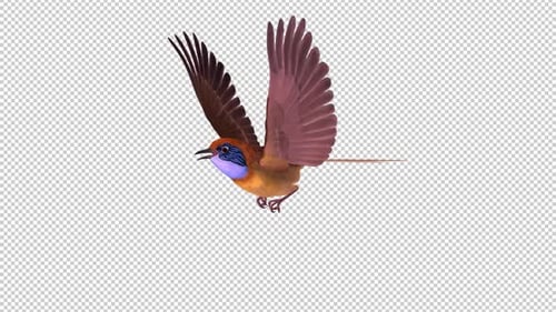 Colorful Australian Bird - Wren Mallee Emu - Flying Loop - Side Angle View CU - Alpha Channel