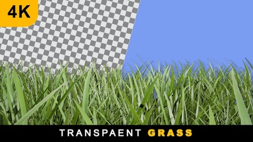 Transparent Realistic Render Ground Grass