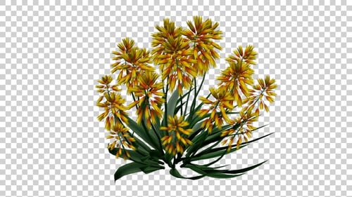 Animated Yellow Flowering Aloe Plant with Transparent Background